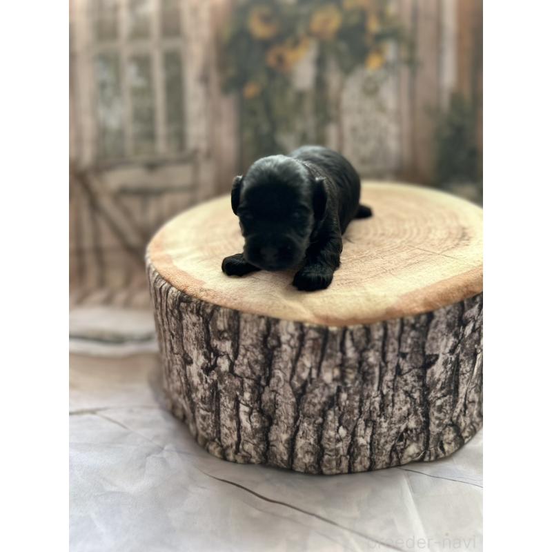 販売中の北海道のダップー:ミニチュアダックスフンド×トイプードル-450387の5枚目