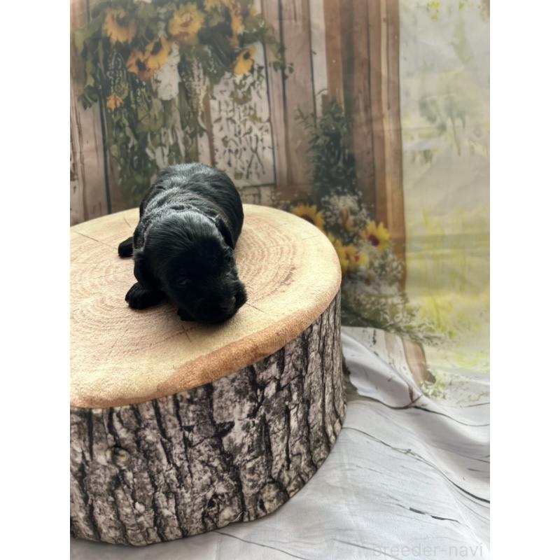 販売中の北海道のダップー:ミニチュアダックスフンド×トイプードル-450387の3枚目