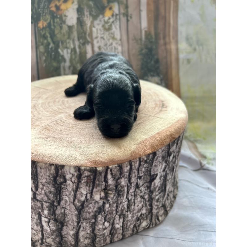 販売中の北海道のダップー:ミニチュアダックスフンド×トイプードル-450387の2枚目