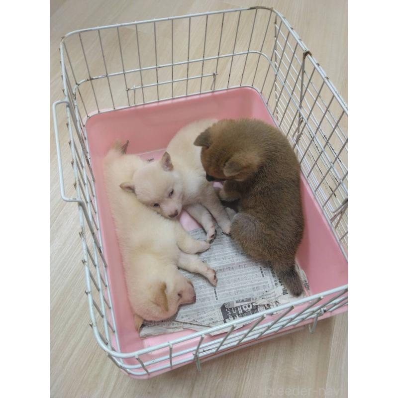 販売中の福岡県の豆柴-450399の5枚目