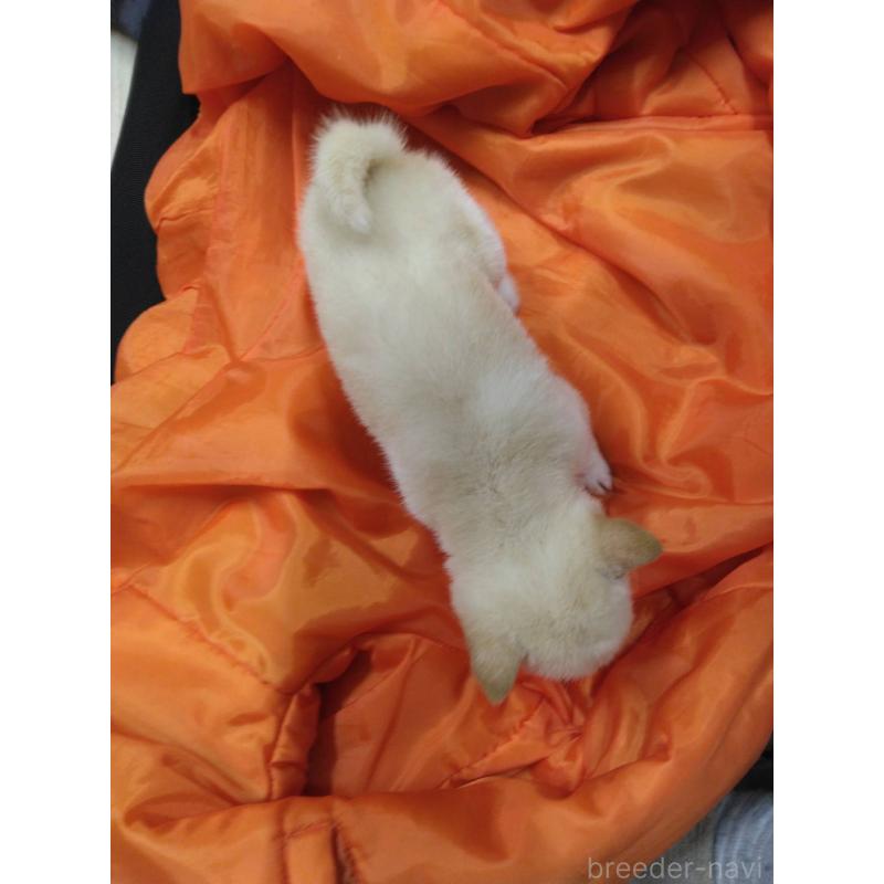 販売中の福岡県の豆柴-450399の2枚目