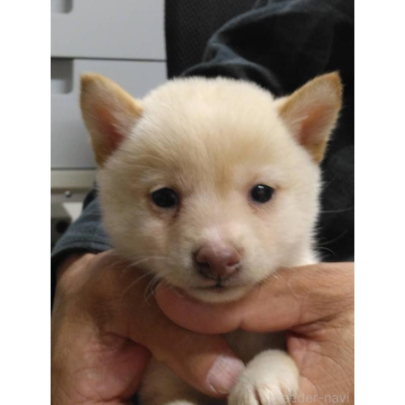 販売中の福岡県の豆柴-450399の1枚目