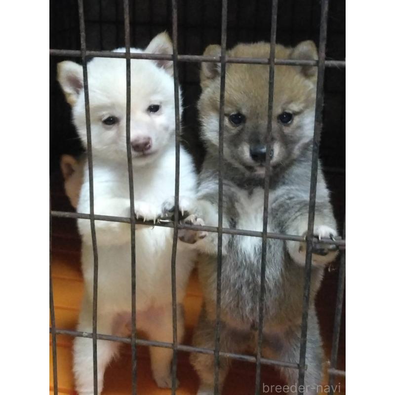 販売中の福岡県の豆柴-450409の4枚目