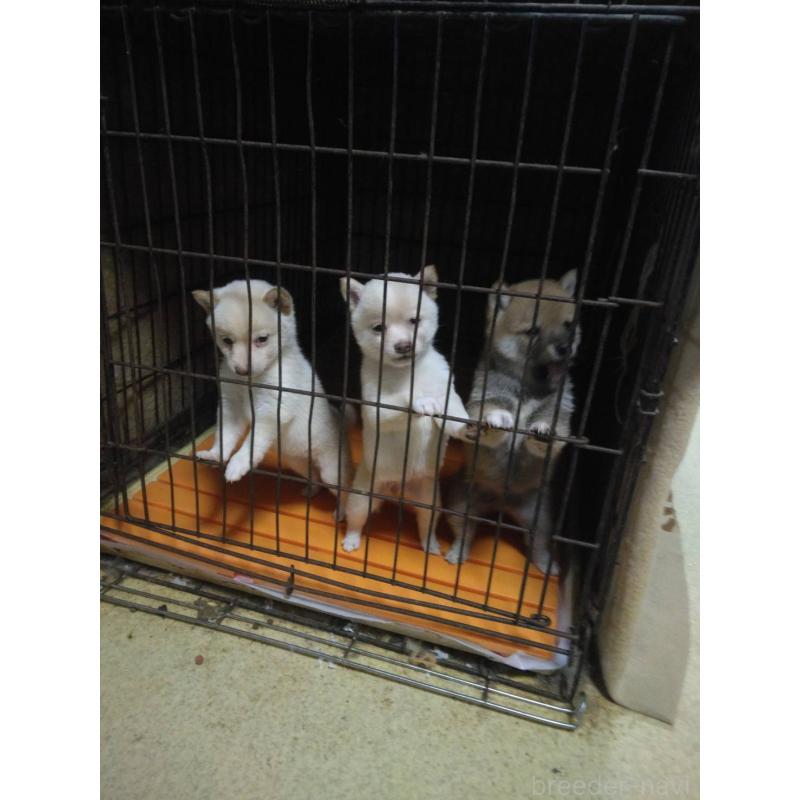 販売中の福岡県の豆柴-450409の3枚目