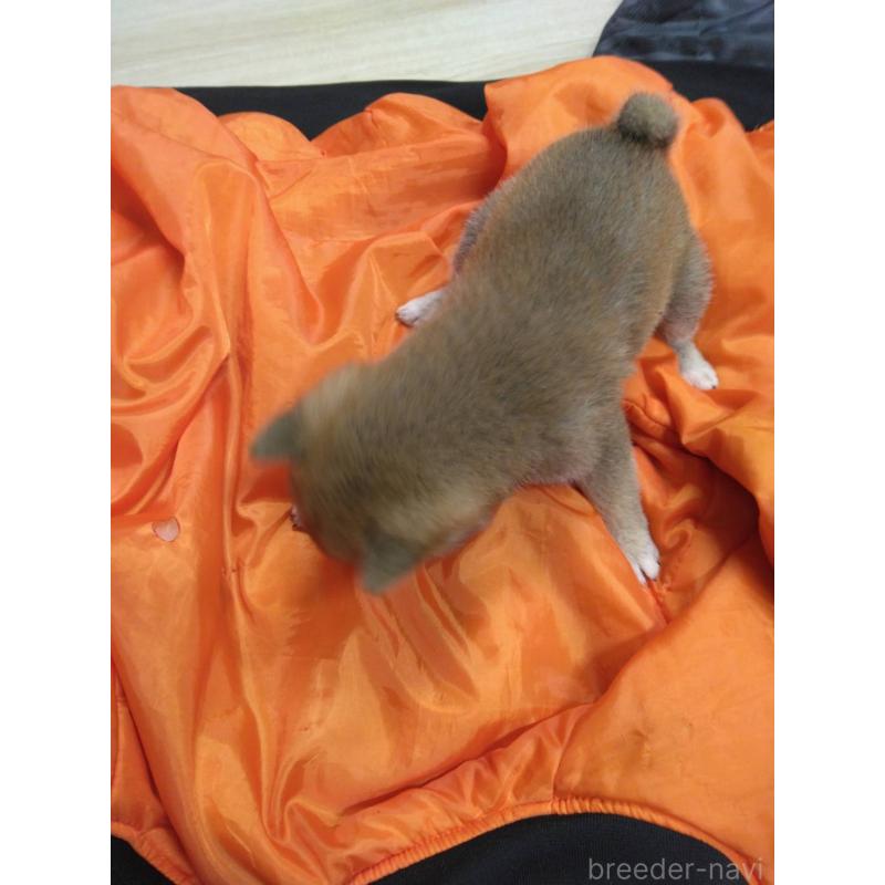 販売中の福岡県の豆柴-450409の2枚目