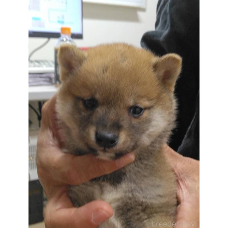 販売中の福岡県の豆柴-450409