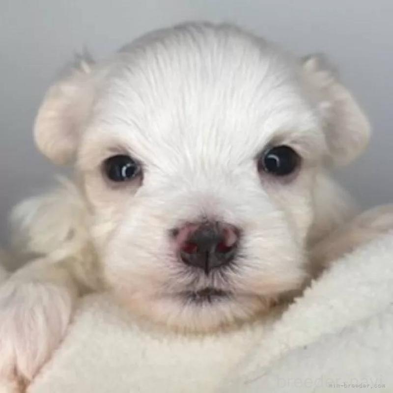 販売中の福島県のマルチーズ-450412の1枚目