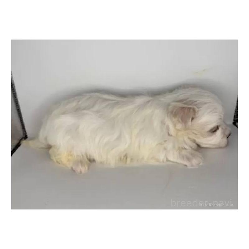 販売中の福島県のマルチーズ-450412の5枚目