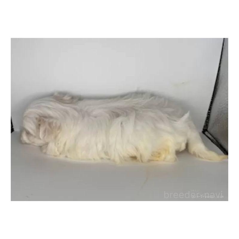 販売中の福島県のマルチーズ-450412の3枚目