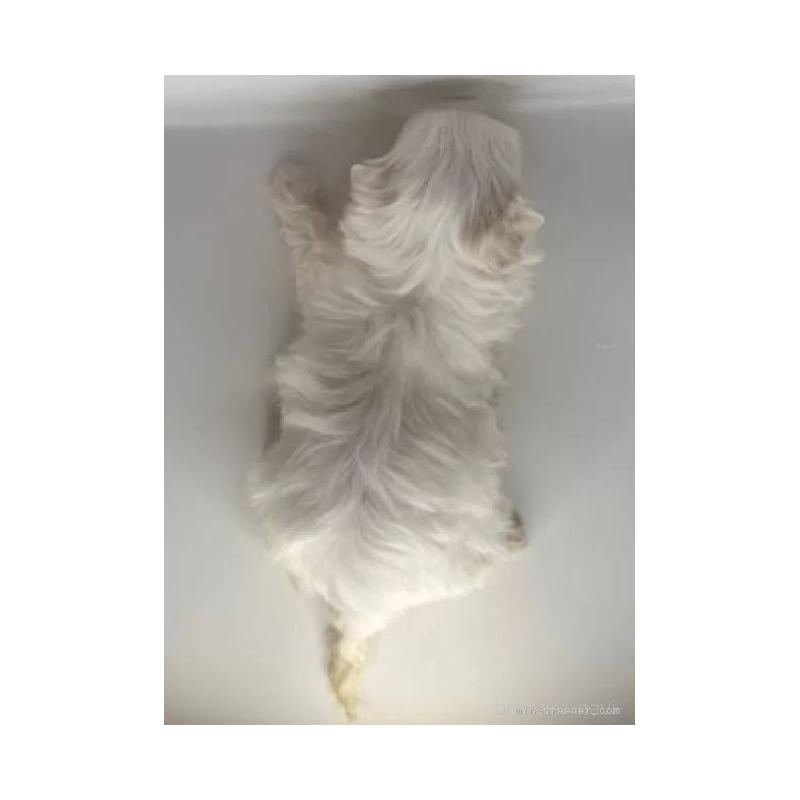 販売中の福島県のマルチーズ-450412の4枚目