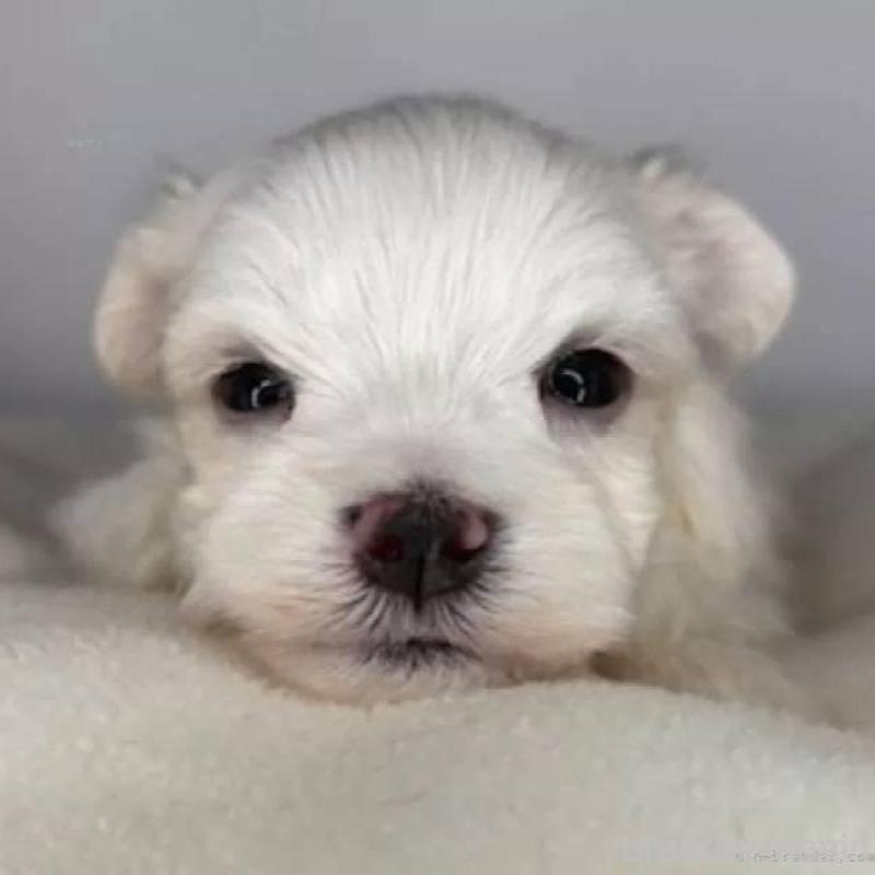 販売中の福島県のマルチーズ-450412の2枚目