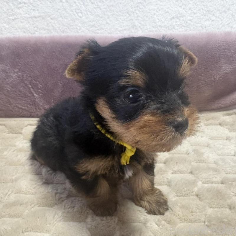 販売中の滋賀県のヨークシャーテリア-450414の1枚目