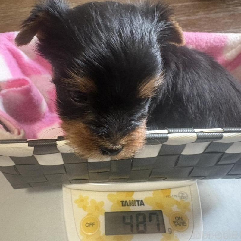 販売中の滋賀県のヨークシャーテリア-450414の4枚目