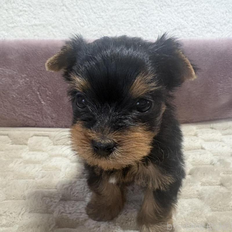 販売中の滋賀県のヨークシャーテリア-450414の2枚目