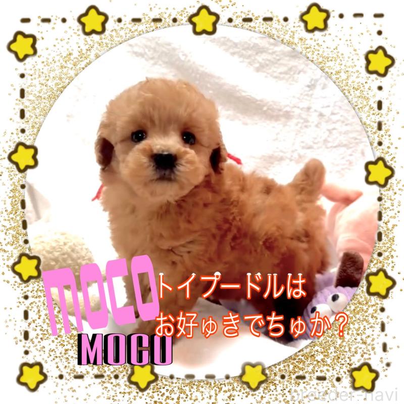 販売中の大阪府のタイニープードル-450416の15枚目