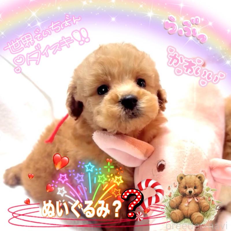 販売中の大阪府のタイニープードル-450416の14枚目