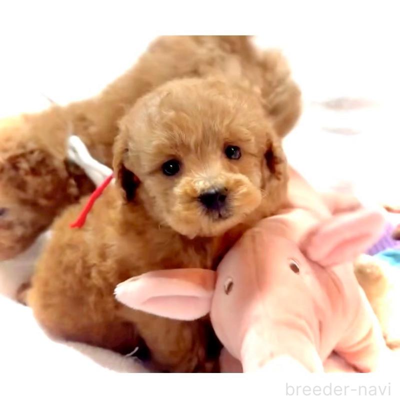 販売中の大阪府のタイニープードル-450416の13枚目