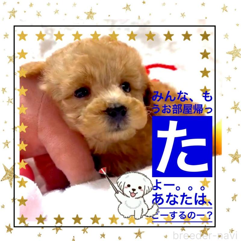 販売中の大阪府のタイニープードル-450416の10枚目