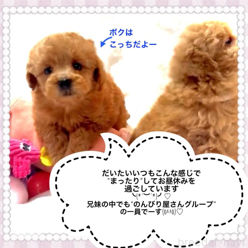 販売中の大阪府のタイニープードル-450416の9枚目