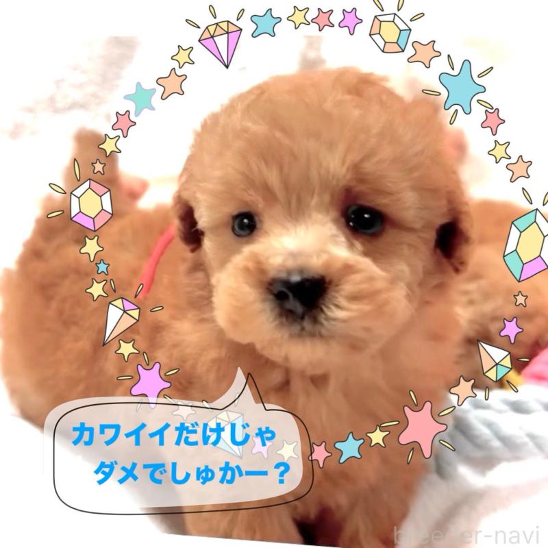 販売中の大阪府のタイニープードル-450416の8枚目