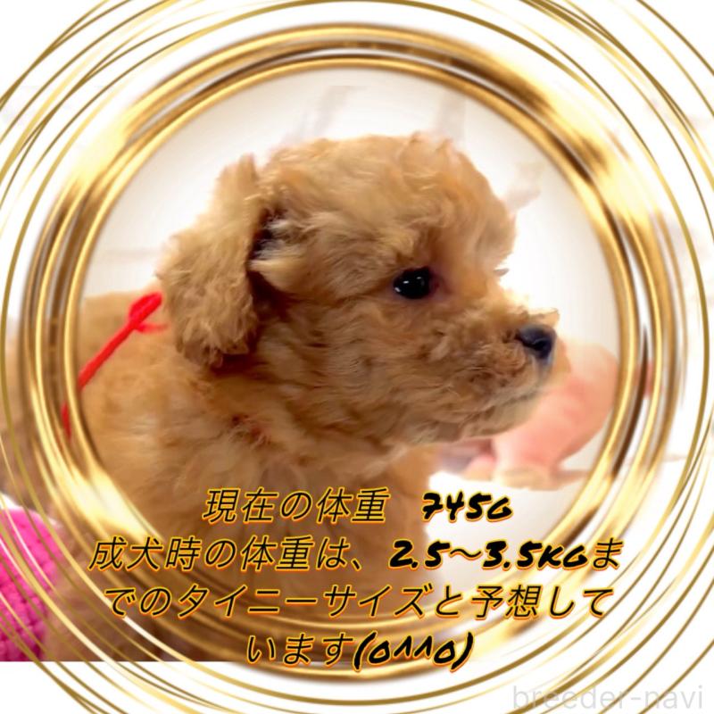販売中の大阪府のタイニープードル-450416の7枚目