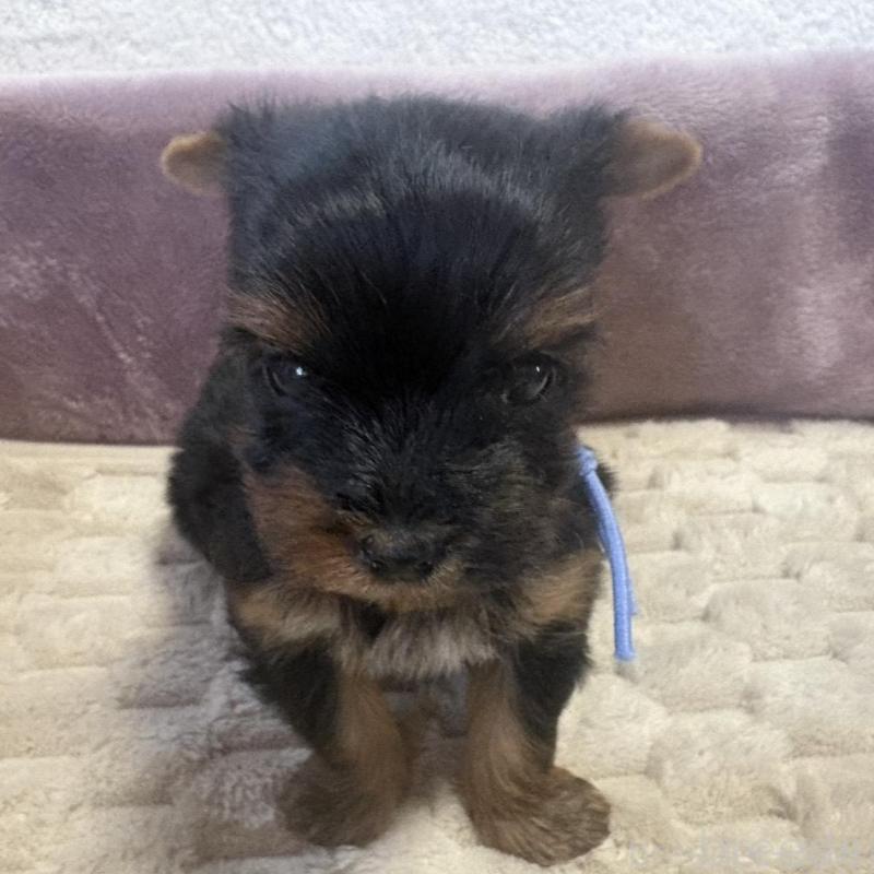 販売中の滋賀県のヨークシャーテリア-450415