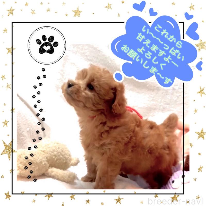 販売中の大阪府のタイニープードル-450416の6枚目