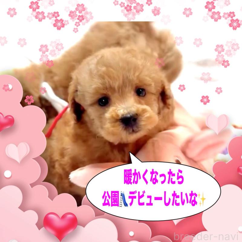 販売中の大阪府のタイニープードル-450416の5枚目
