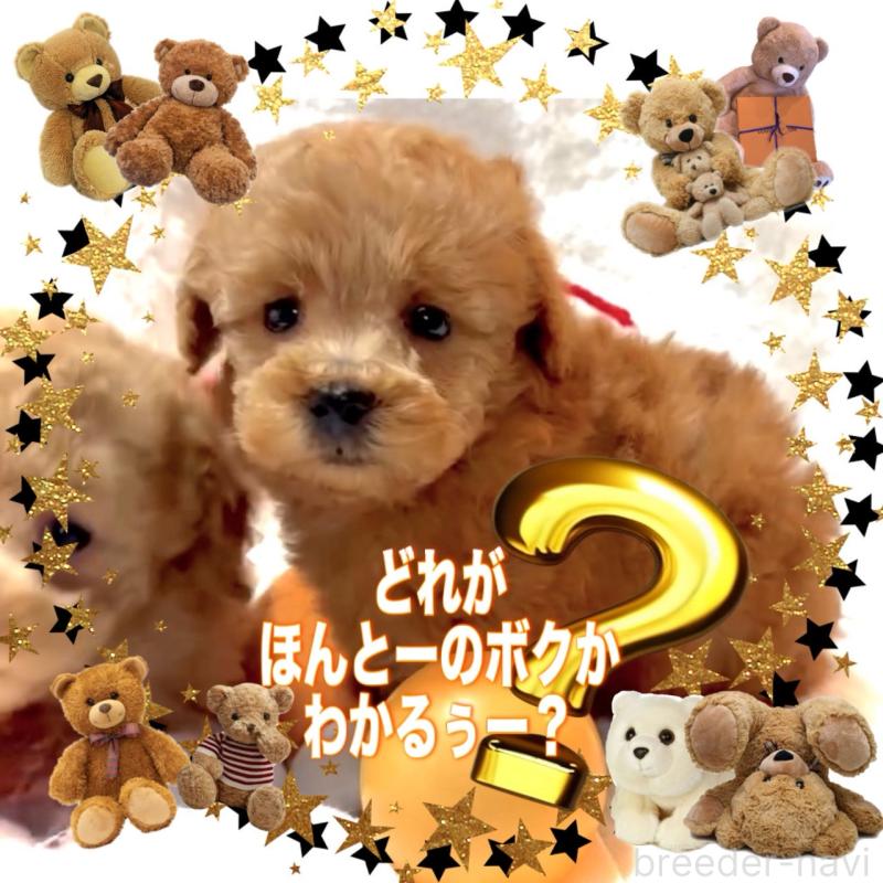 販売中の大阪府のタイニープードル-450416の4枚目