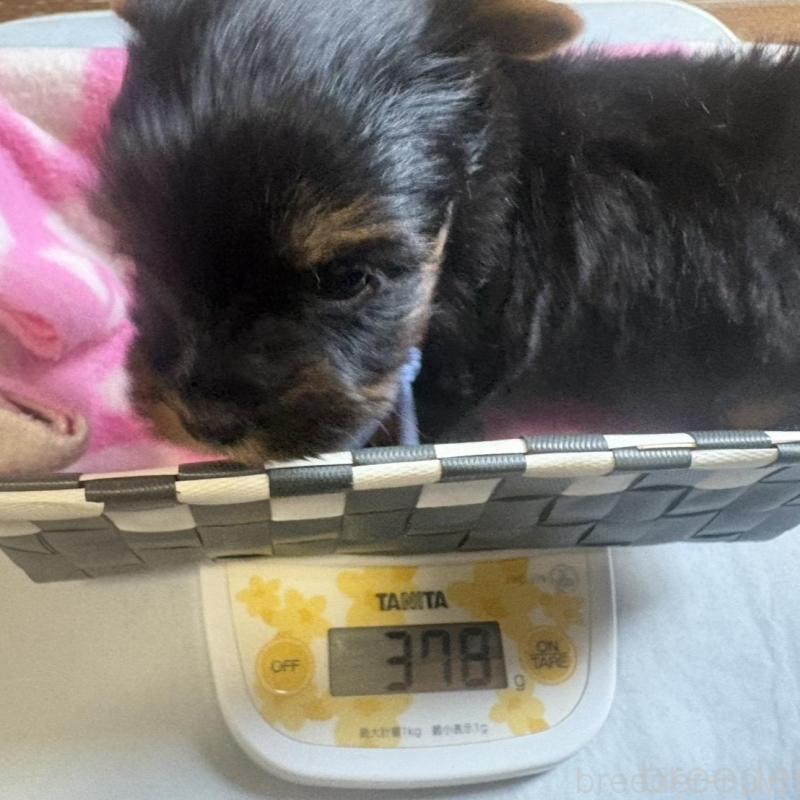 販売中の滋賀県のヨークシャーテリア-450415の4枚目