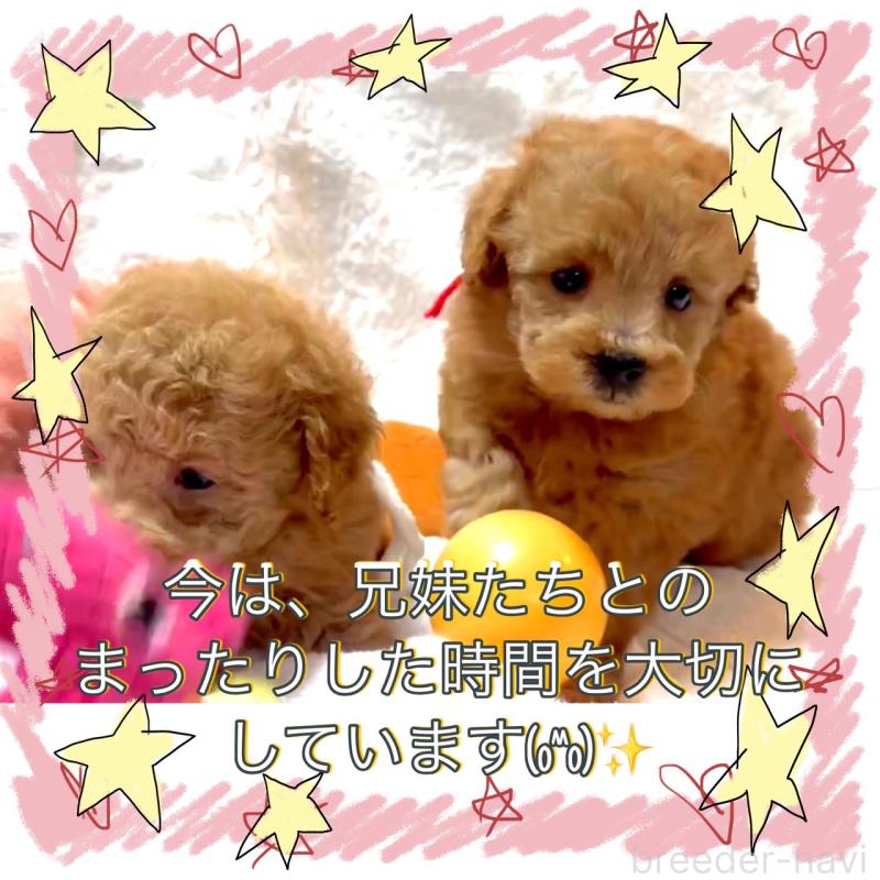 販売中の大阪府のタイニープードル-450416の3枚目
