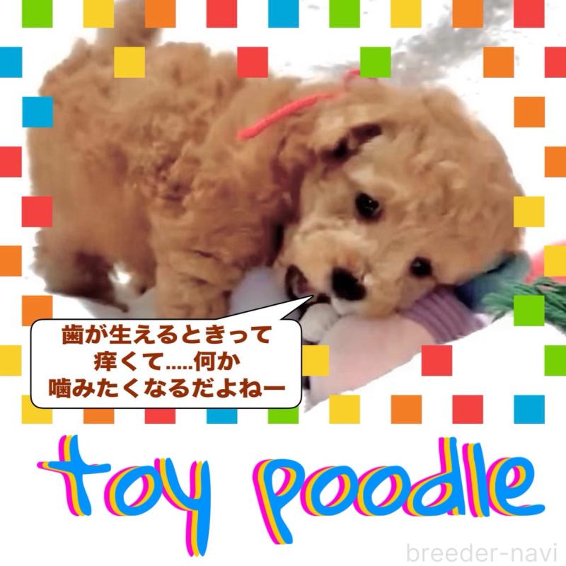 販売中の大阪府のタイニープードル-450416の2枚目