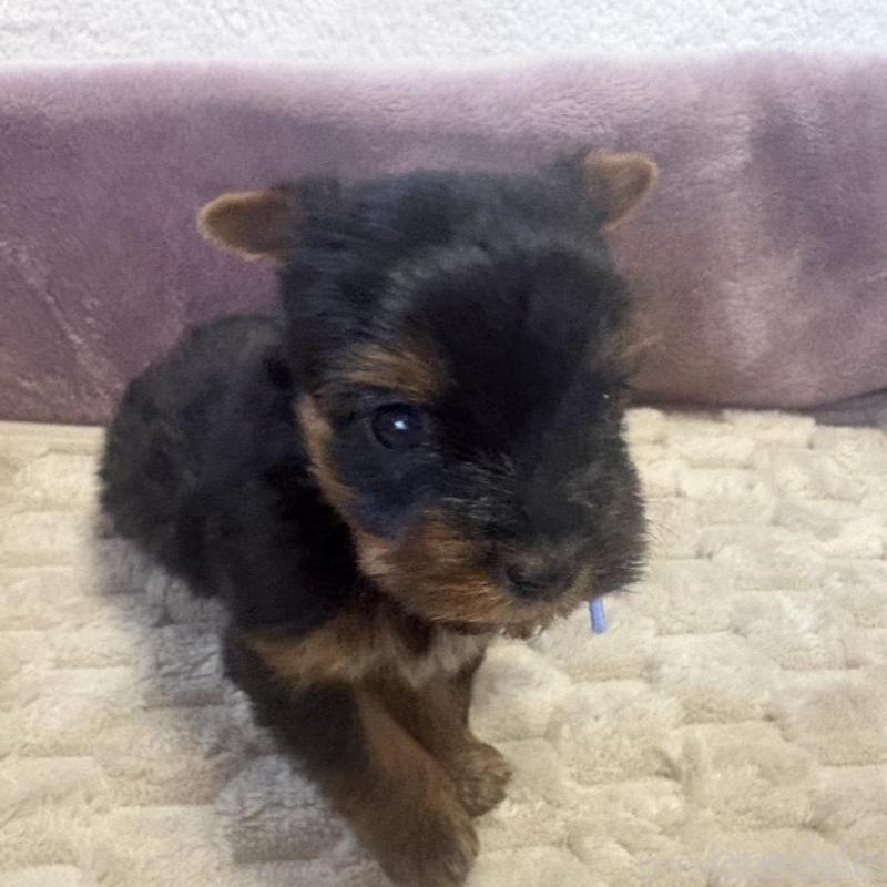 販売中の滋賀県のヨークシャーテリア-450415の3枚目