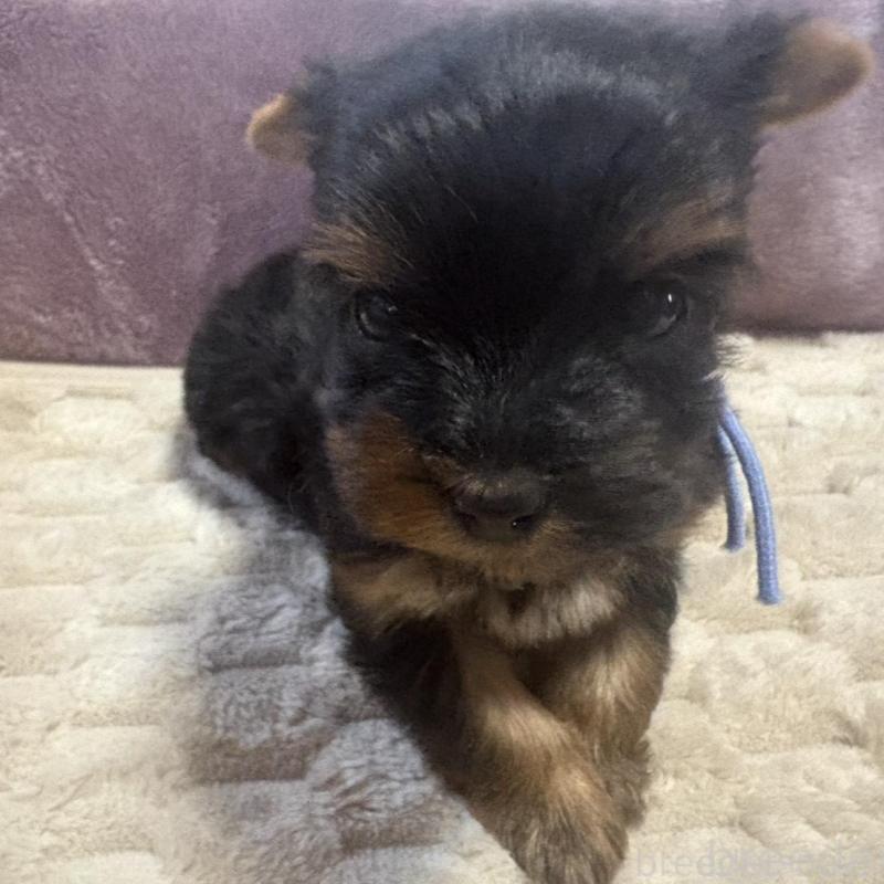 販売中の滋賀県のヨークシャーテリア-450415の2枚目