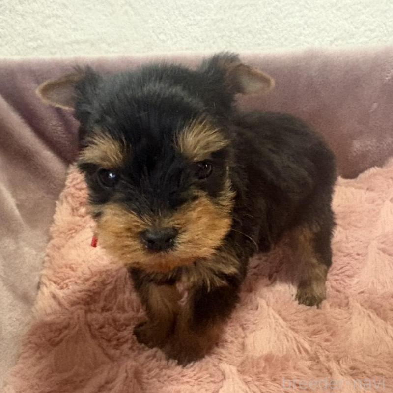 販売中の滋賀県のヨークシャーテリア-450417