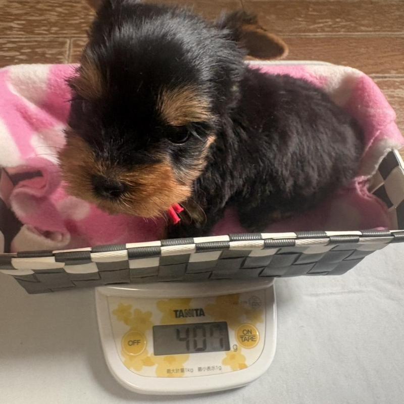 販売中の滋賀県のヨークシャーテリア-450417の4枚目