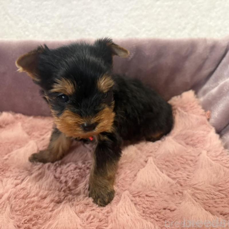 販売中の滋賀県のヨークシャーテリア-450417の3枚目