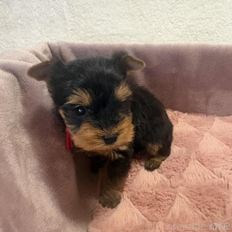 販売中の滋賀県のヨークシャーテリア-450417の2枚目