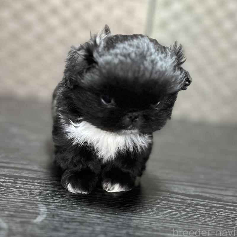 販売中の青森県のペキニーズ-450418の1枚目