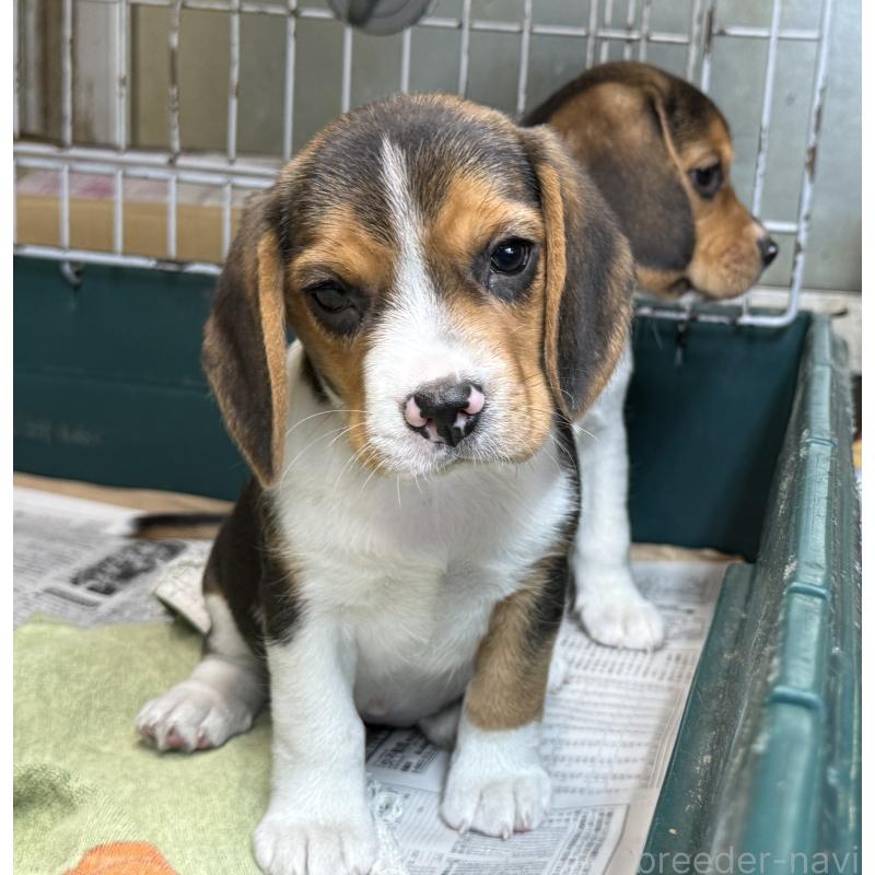 販売中の愛知県のビーグル-450422の6枚目