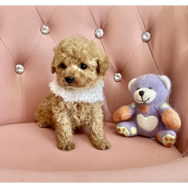 販売中の宮城県のティーカッププードル-445603の5枚目