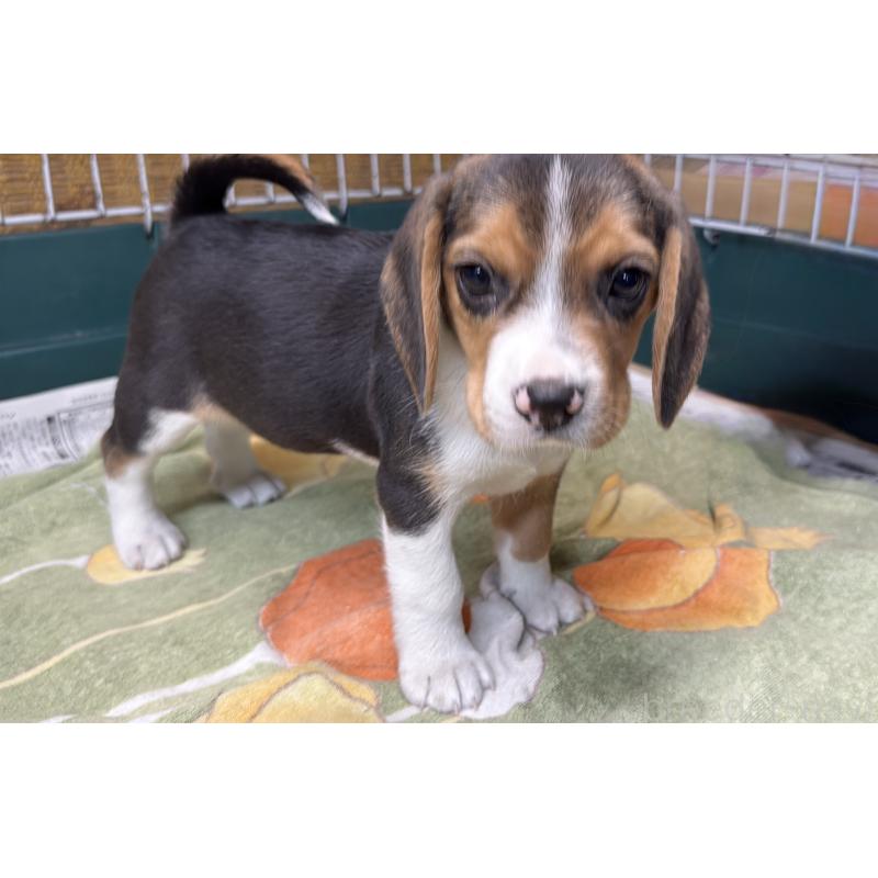販売中の愛知県のビーグル-450422の4枚目