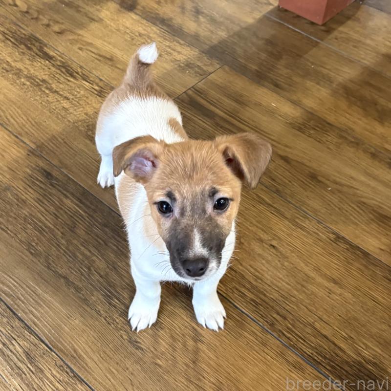 販売中の京都府のジャックラッセルテリア-441411の3枚目