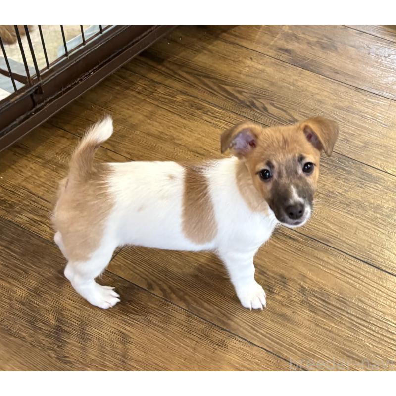 販売中の京都府のジャックラッセルテリア-441411の2枚目