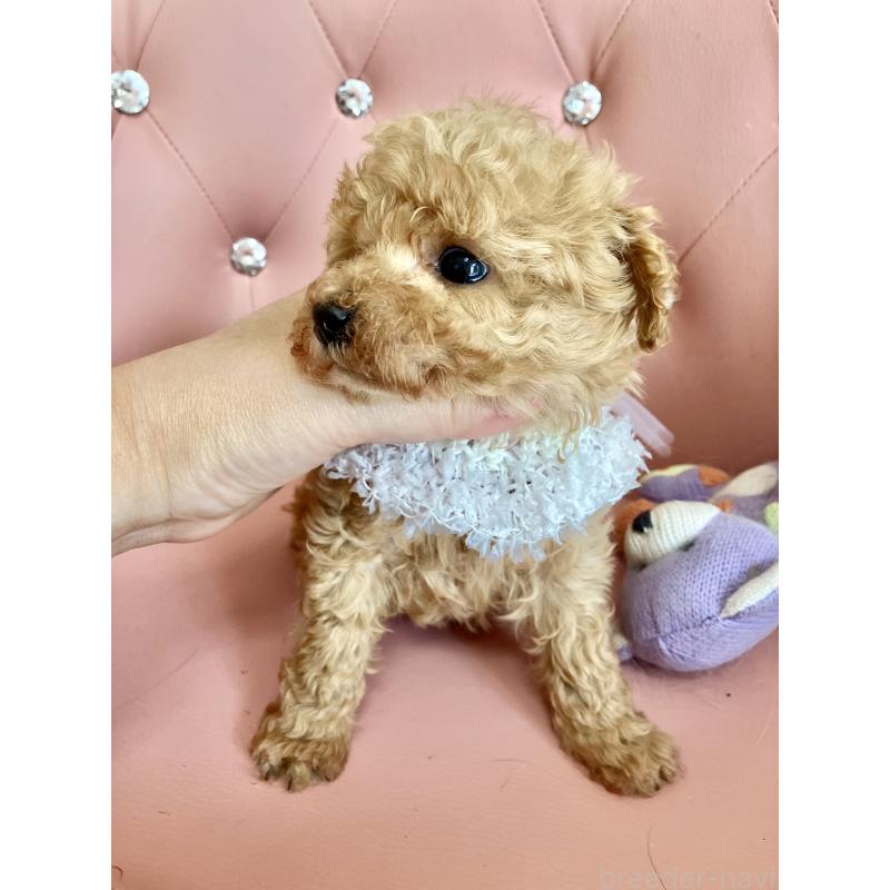 販売中の宮城県のティーカッププードル-445603の4枚目