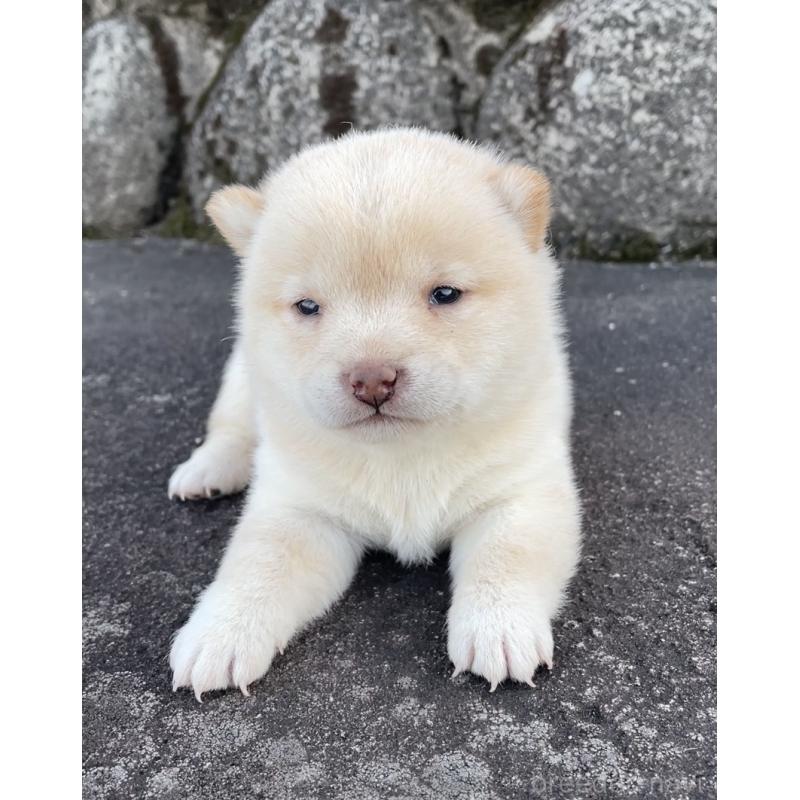 販売中の大分県の豆柴-450432の6枚目