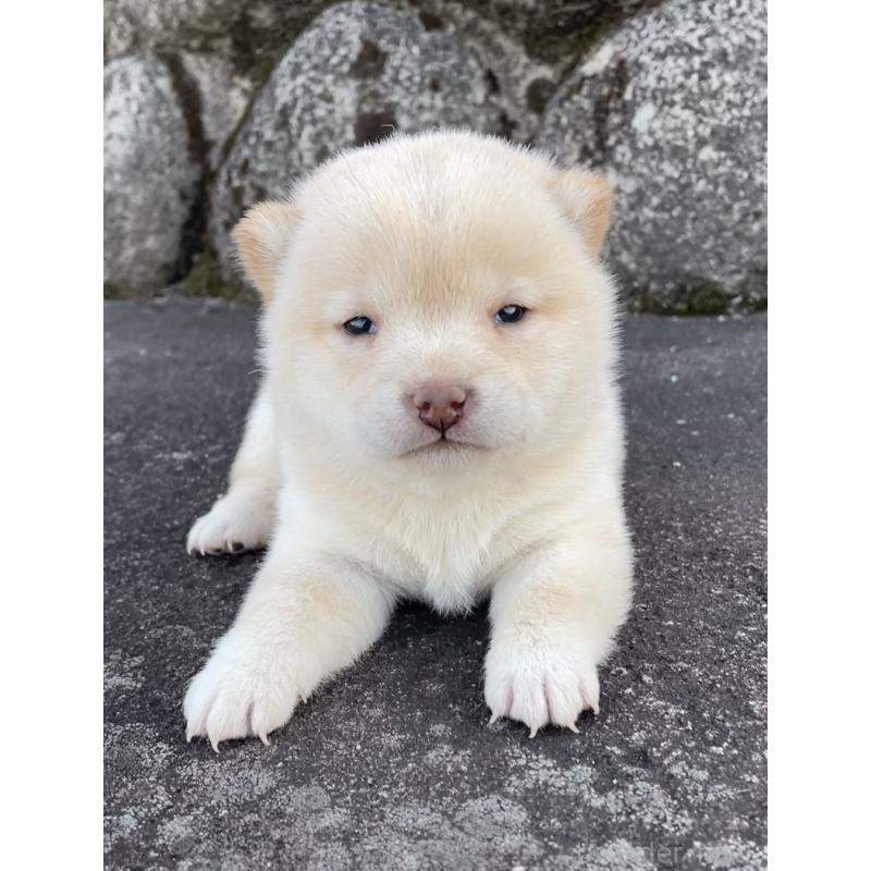 販売中の大分県の豆柴-450432の5枚目