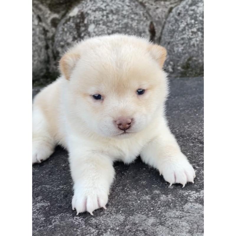 販売中の大分県の豆柴-450432の3枚目