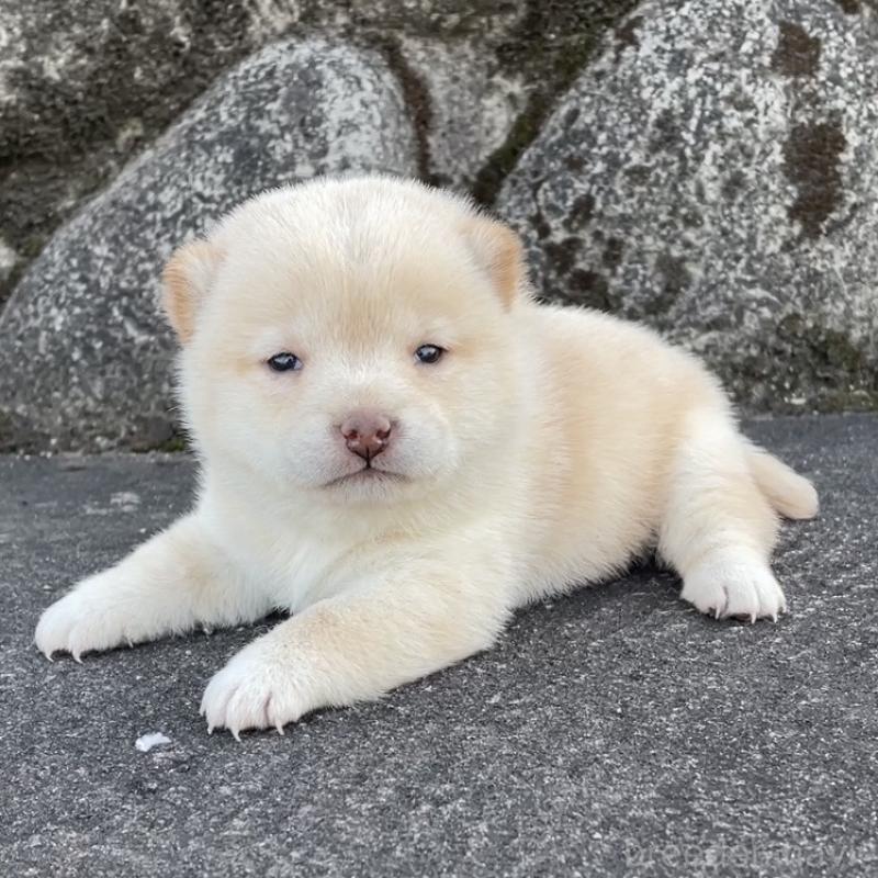 販売中の大分県の豆柴-450432の2枚目