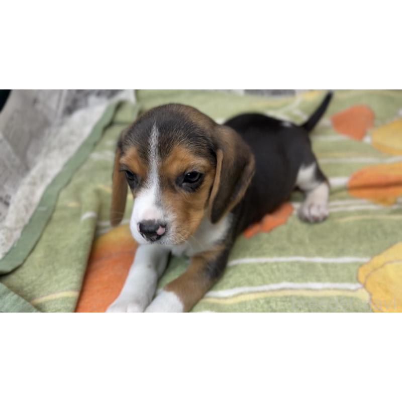 販売中の愛知県のビーグル-450422の3枚目